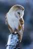 Owl Bird   ,   Postal Stationery -Articles Postaux -Postsache F (Y03-80) - Gufi E Civette