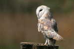 Owl Bird   ,   Postal Stationery -Articles Postaux -Postsache F (Y03-88) - Owls