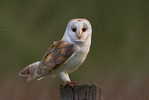 Owl Bird   ,   Postal Stationery -Articles Postaux -Postsache F (Y03-89) - Owls