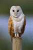 Owl Bird   ,   Postal Stationery -Articles Postaux -Postsache F (Y03-90) - Gufi E Civette