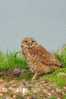 Owl Bird   ,   Postal Stationery -Articles Postaux -Postsache F (Y03-91) - Owls
