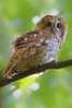 Owl Bird   ,   Postal Stationery -Articles Postaux -Postsache F (Y03-92) - Owls