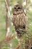 Owl Bird   ,   Postal Stationery -Articles Postaux -Postsache F (Y03-94) - Uilen