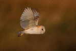 Owl Bird   ,   Postal Stationery -Articles Postaux -Postsache F (Y03-95) - Owls