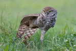 Owl Bird   ,   Postal Stationery -Articles Postaux -Postsache F (Y03-100) - Owls