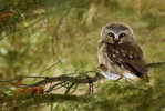 Owl Bird   ,   Postal Stationery -Articles Postaux -Postsache F (Y04-03) - Owls