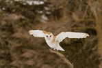 Owl Bird   ,   Postal Stationery -Articles Postaux -Postsache F (Y04-12) - Eulenvögel