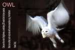 Owl Bird   ,   Postal Stationery -Articles Postaux -Postsache F (Y04-13) - Gufi E Civette