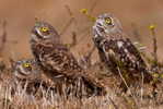 Owl Bird   ,   Postal Stationery -Articles Postaux -Postsache F (Y04-14) - Owls