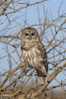 Owl Bird   ,   Postal Stationery -Articles Postaux -Postsache F (Y04-19) - Uilen