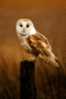 Owl Bird   ,   Postal Stationery -Articles Postaux -Postsache F (Y04-20) - Owls
