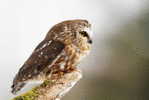 Owl Bird   ,   Postal Stationery -Articles Postaux -Postsache F (Y04-31) - Eulenvögel