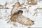 Owl Bird   ,   Postal Stationery -Articles Postaux -Postsache F (Y04-35) - Owls