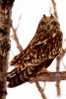 Owl Bird   ,   Postal Stationery -Articles Postaux -Postsache F (Y04-47) - Eulenvögel