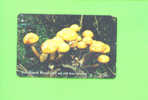 JERSEY - Magnetic Phonecard As Scan/Fungus - Jersey En Guernsey