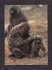 ANIMALS - SINGE - MONKEY - ANUBIS BABOON - PAPION ANUBIS - PHOTO REINHARD - Monkeys