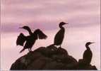 Animaux - Cormorans Huppés - Osos