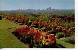 Looking Down At The Calgary Skyline From The Provincial Auditorium Flower Gardens - Calgary