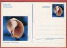 COQUILLAGE Tonna Galea ( Croatie Postal S.) Seashell Coquille Sea Shells Coquilles Seashells Shell Concha Snail Escargot - Conchas