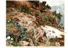 ALPINE PLANTS ( Old Original Lithography From 1904. ) Plantes Alpines Alpenpflanzen Alpine Plantas Piante Alpine Plant - Lithographien