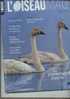 L´ Oiseau Magazine N° 85 Pie Bleue Icebergs Shetklands Linotte Sizerin Cygnes Etourneau Manchots Bouquetin - Animales