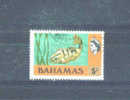 BAHAMAS - 1971  5c FU - 1859-1963 Kolonie Van De Kroon