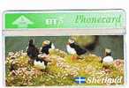 SHETLAND - PUFFINS - NUOVA - Pinguine