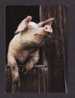 ANIMAUX - COCHON - PIG - PORC  DOMESTIQUE - PHOTO STAHLI -  CETTE CARTE N´A JAMAIS VOYAGÉE - Schweine