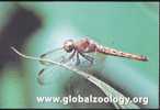 Insect - Insecte - Female Red Grasshawk Dragonfly (Neurothemis Fluctuans), ISZS Pop Up Postcard - Insekten