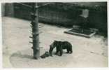 ZOO Ours Bear Beer. Jansky Phot. Bern. - Osos