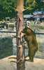 ZOO Bern Barengraben. C 781. Photoglob. PZ. Ours Bear Beer Tiergarten. - Beren