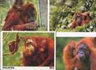 (27-11) Orangutan - Orang-otang - Scimmie
