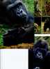 (01-12) Ape Gorilla - Singe Gorille - Monkeys