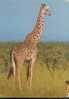 CARTE POSTALE D UNE GIRAFE DU KENYA - Giraffen
