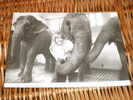 Elefant Alte Tschechoslowakia Karte Card  Eva Pilarová - Elephants