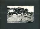 Saint Brevin Les Pins -   Camping Au Bord De La Mer - 9*14 Cm - 1254 (noir Et Blanc) - Saint-Brevin-les-Pins