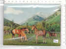 PO2761A# STEREOSCOPICA - CAVALLI - HORSES - PUROSANGUE - STALLONI  VG 1987 - Stereoscope Cards