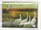 PO2763A# STEREOSCOPICA - UCCELLI - BIRDS - CICOGNE - EGRETS - AIRONI   No VG - Estereoscópicas