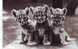 Tzs4660 Budapest Zoo Puma Cubs  Used Perfect Shape - Tigres