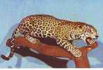 Tzs4661 Jaguar Zoo Bucharest Not Used Perfect Shape - Tigres