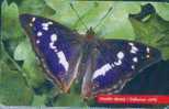 # SLOVAKIA 23_98 Duhovec Vacsi Buterfly 50 Ods -butterfly,papillon-  Tres Bon Etat - Slovacchia