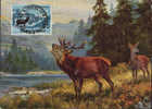 Italia- Maximum Postcard 1968- Stag;cerf;cervo - Gibier