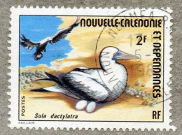 NOUVELLE-CALEDONIE : FOU Masqué : Sula Dactylatra - Famille Des Sulidae - Oblitérés