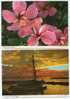 BAHAMAS. Lot De 4 Cartes. - Bahamas