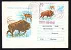 STATIONERY COVER ,ANIMAL "BISON" ,1977 ROMANIA. - Cows