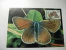 Annullo Speciale Maximum Butterfly Farfalla  Wwf Repubblica Ceca - Farfalle