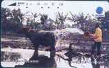 # INDONESIA S212 Kerbau Water Buffalo 100 Tamura 11.93  -animal- Tres Bon Etat - Indonesia