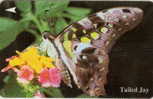 # SINGAPORE 43SIGD Tailed Jay Butterfly 20 Landis&gyr -butterfly,papillon-  Tres Bon Etat - Singapur