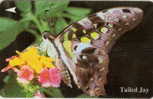 # SINGAPORE 43SIGD Tailed Jay Butterfly 20 Landis&gyr -butterfly,papillon-  Tres Bon Etat - Singapour