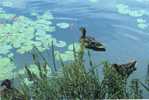 10965   Stati  Uniti  Duck By The Lily  Pads  In The  Adirondacks  Of  New York  State  NV - Adirondack